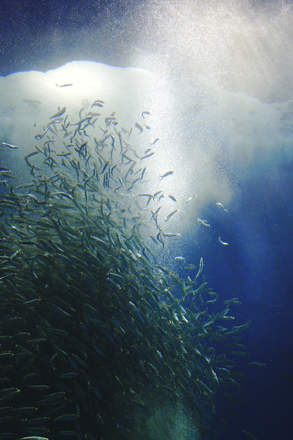 石川県　のとじま水族館