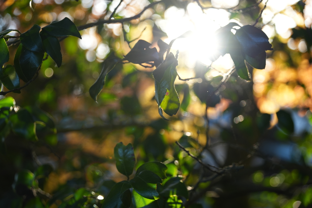 高尾山紅葉（TAMURON25-200テスト）