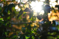 高尾山紅葉（TAMURON25-200テスト）