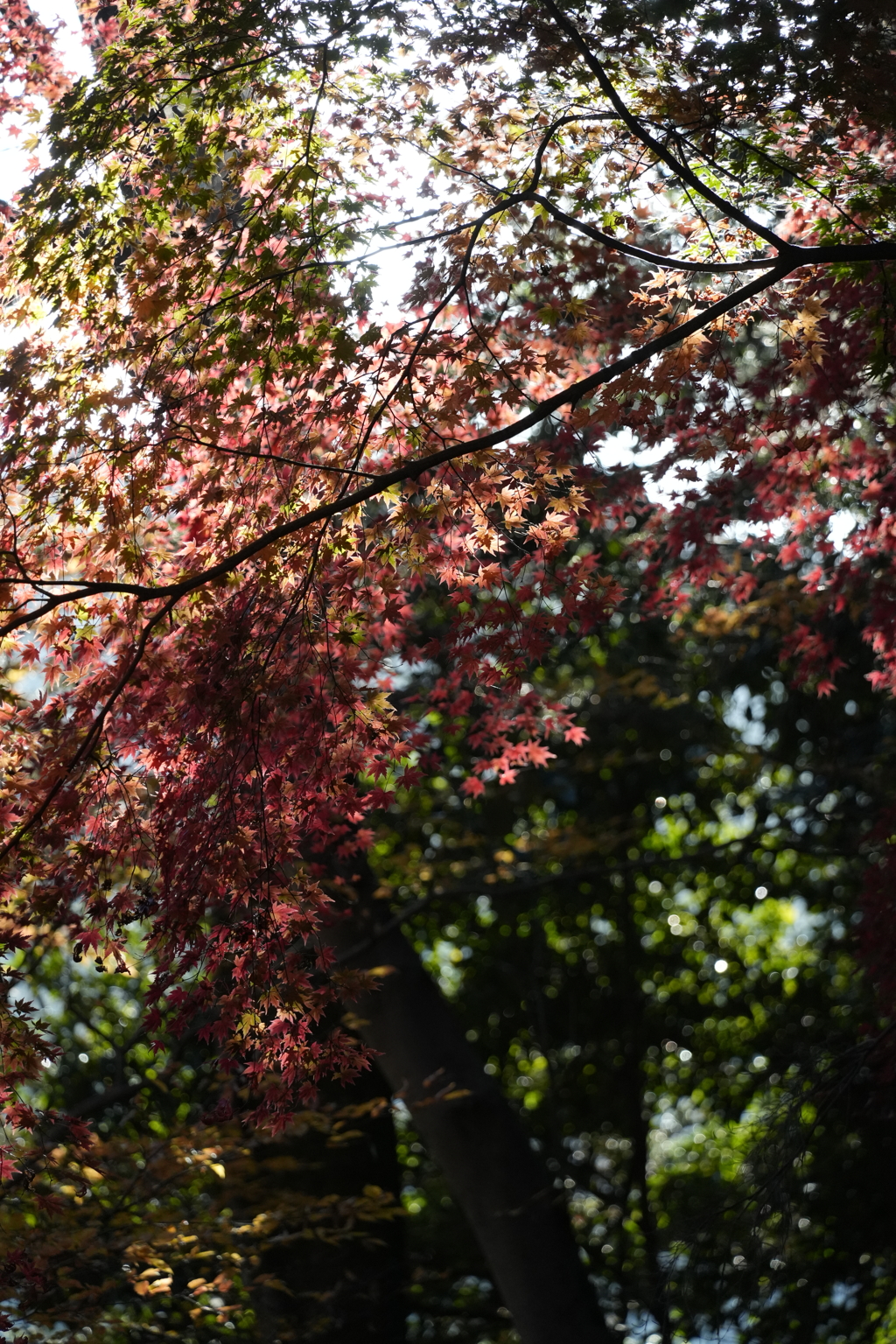 高尾の紅葉（TAMURON25-200テスト）