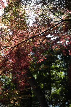 高尾の紅葉（TAMURON25-200テスト）