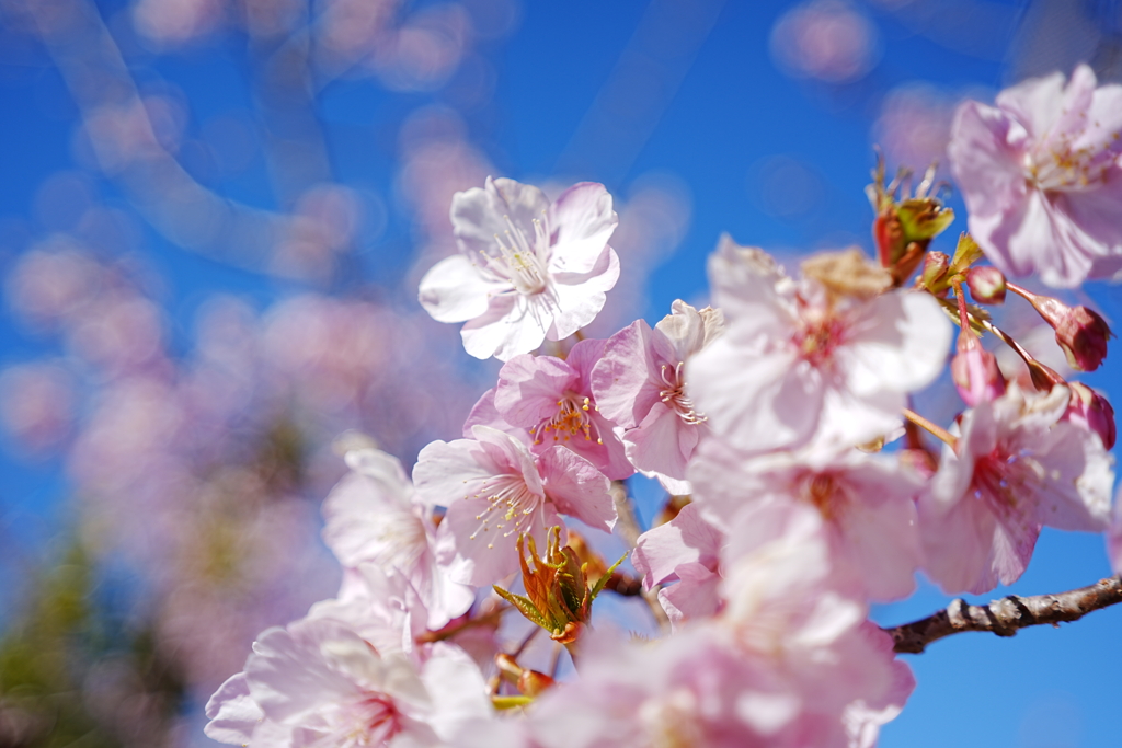 早咲きの川津桜
