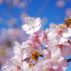 早咲きの川津桜