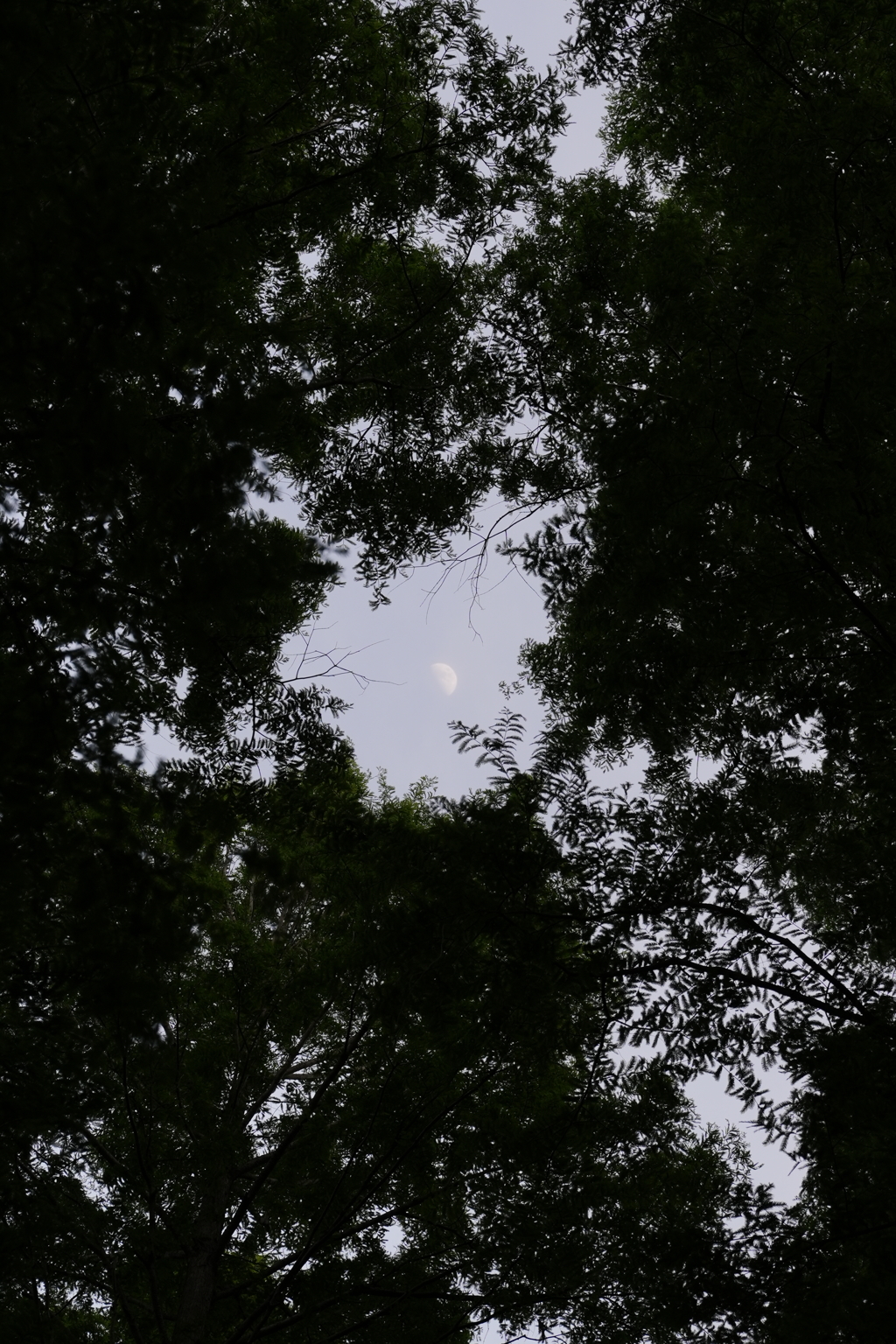 隙間の月