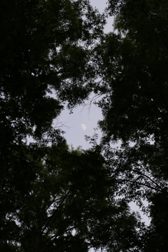 隙間の月