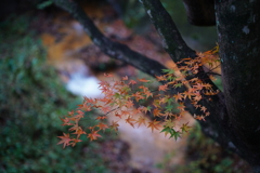 紅葉と源泉