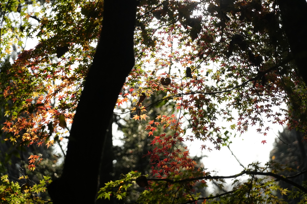 高尾の紅葉（TAMURON25-200テスト）