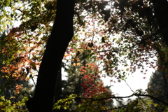 高尾の紅葉（TAMURON25-200テスト）