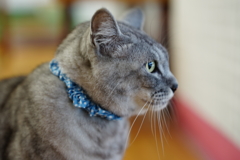 伊香保猫ちゃん