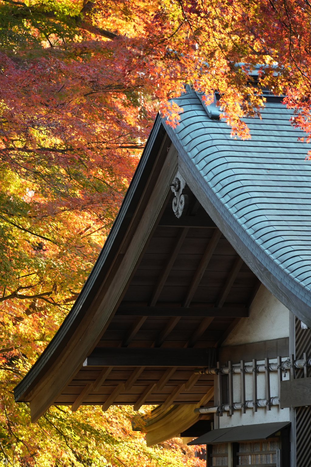 高尾山紅葉（TAMURON25-200テスト）