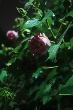 夜はおやすみ