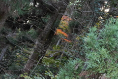 高尾の紅葉（TAMURON25-200テスト）