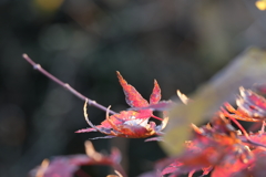 高尾山紅葉（TAMURON25-200テスト）