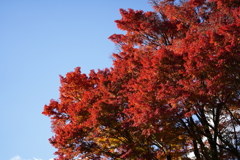 紅