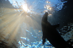 品川水族館　光さすオットセイ