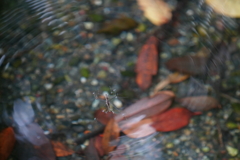 波紋