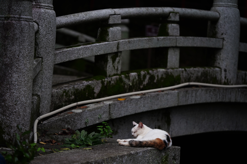 ねこねこ