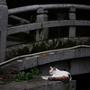 ねこねこ