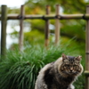 ねこねこねこねこねこ