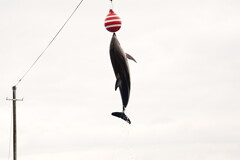 石川県　のとじま水族館