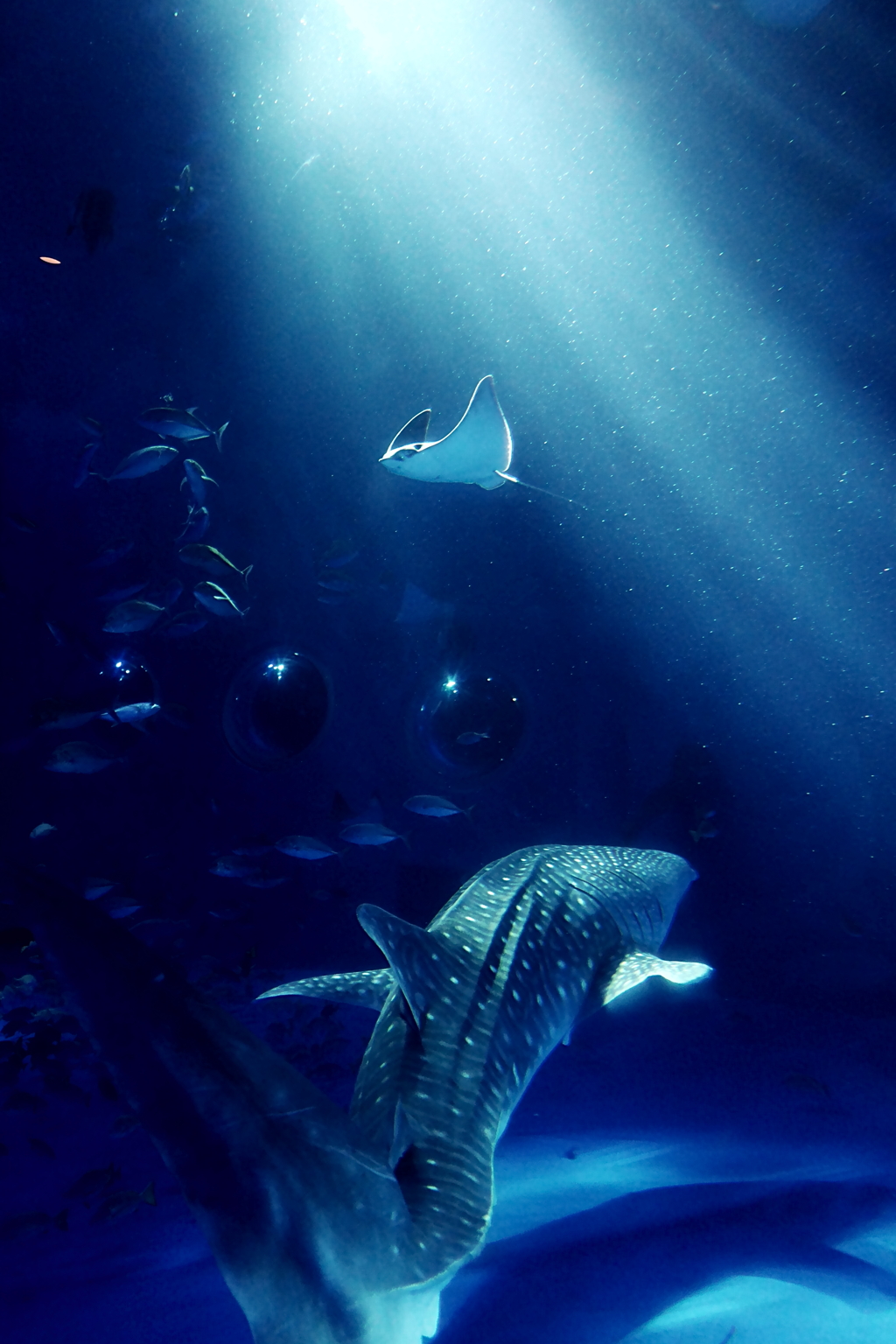 石川県　のとじま水族館