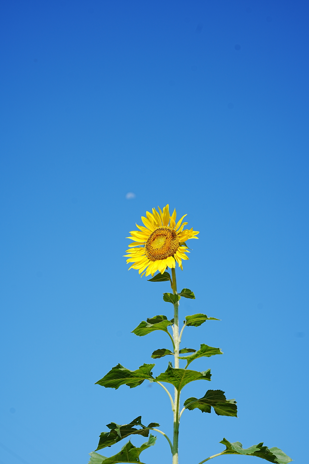 夏色