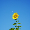 夏色