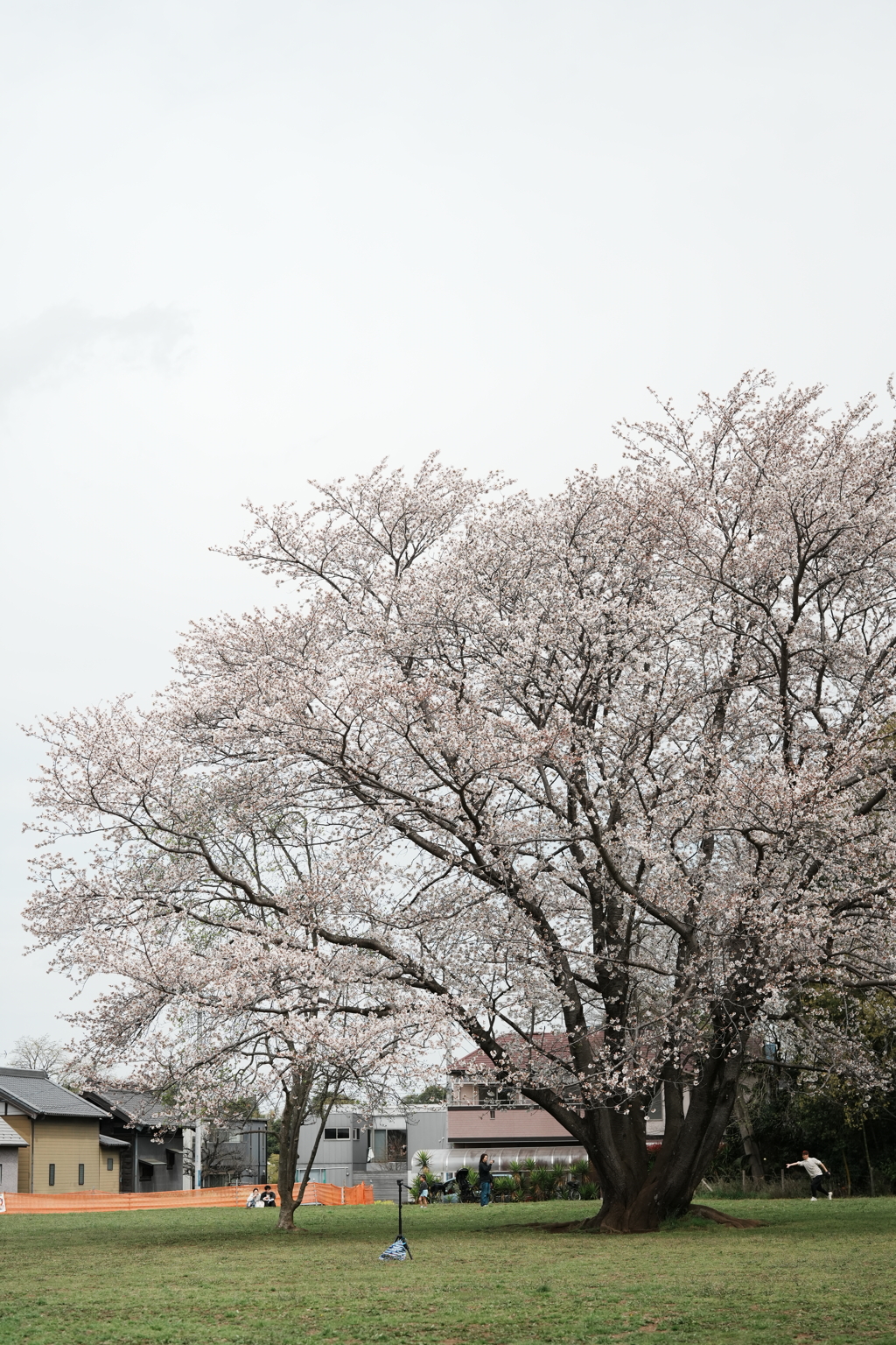 大桜