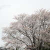 大桜