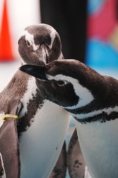 石川県　のとじま水族館