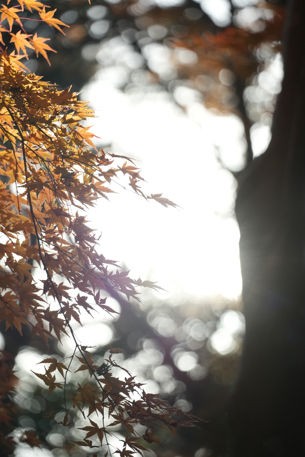 高尾の紅葉（TAMURON25-200テスト）