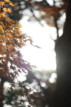 高尾の紅葉（TAMURON25-200テスト）