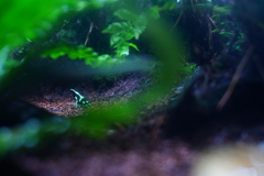 望む