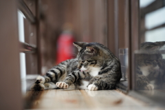 ねこねこねこねこ