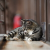 ねこねこねこねこ