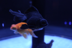 デメキン