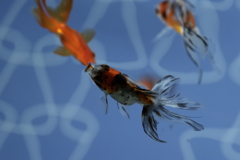 キャリコ琉金