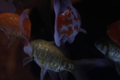ドラゴンスケール
