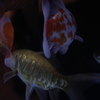 ドラゴンスケール