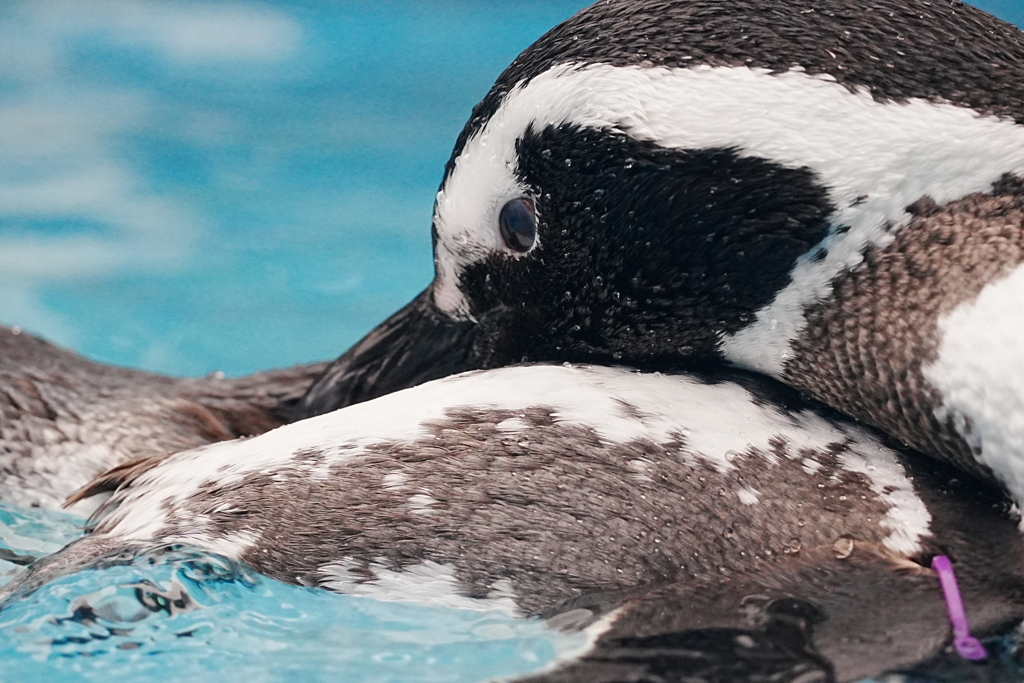 石川県　のとじま水族館