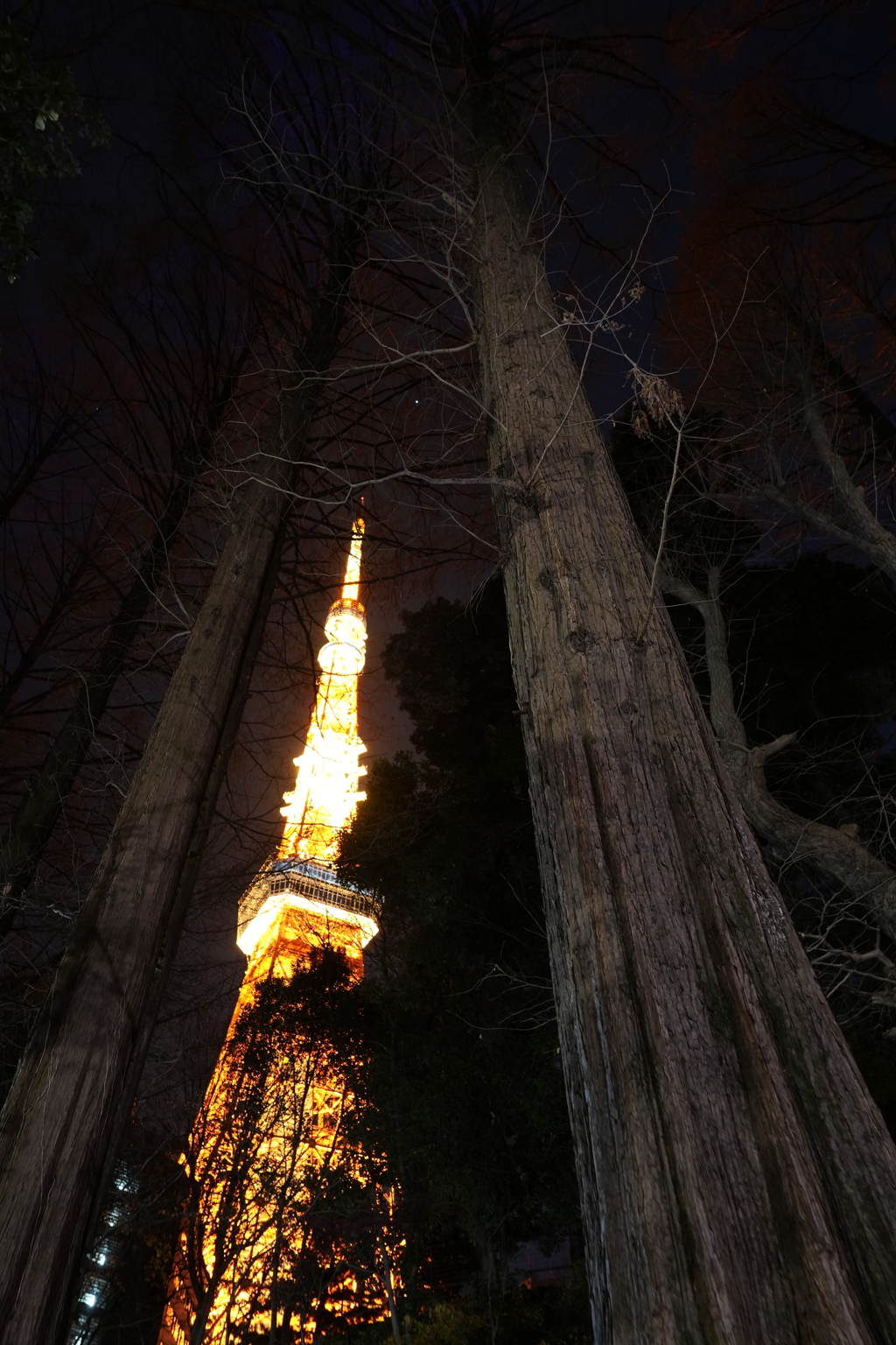 見上げる