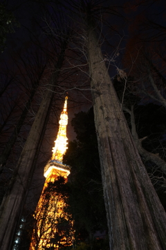 見上げる