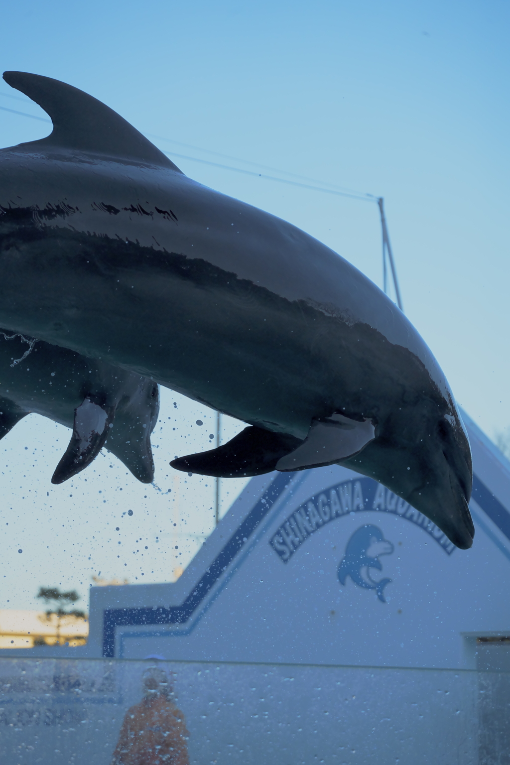 品川水族館　イルカショー