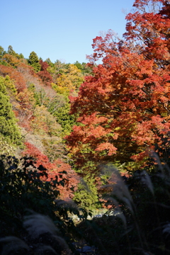 澄み渡る紅葉