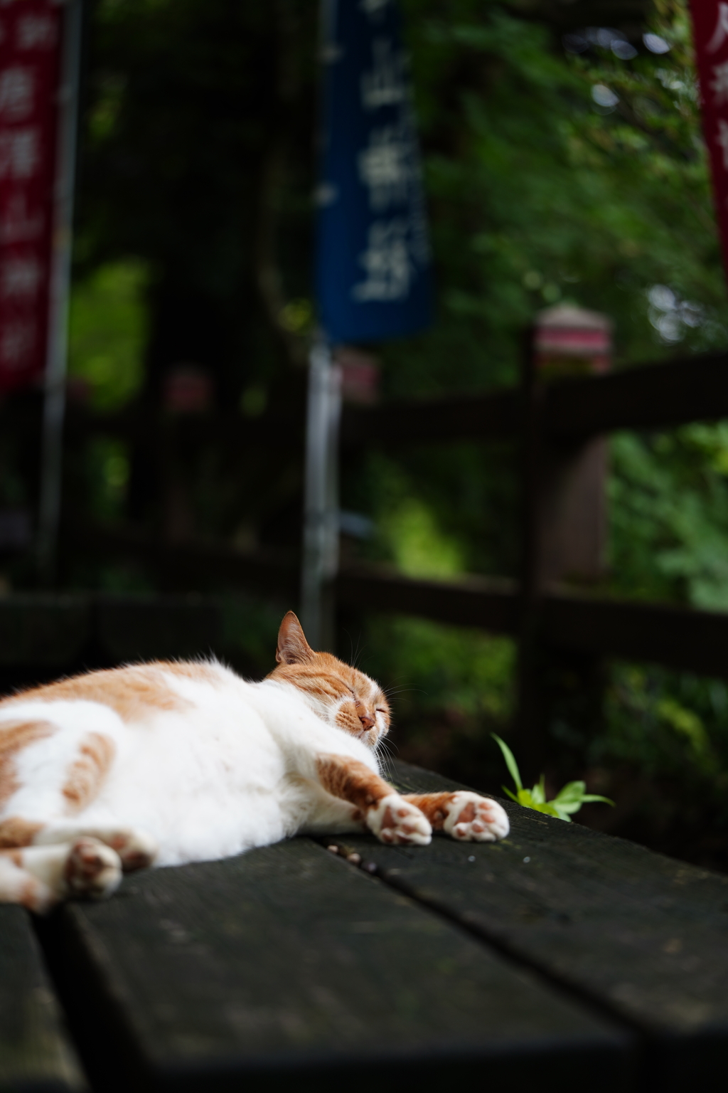 ねこねこねこ
