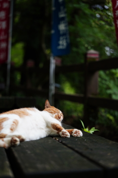 ねこねこねこ