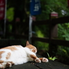 ねこねこねこ