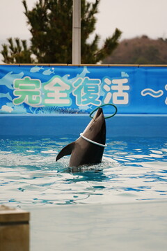 石川県　のとじま水族館