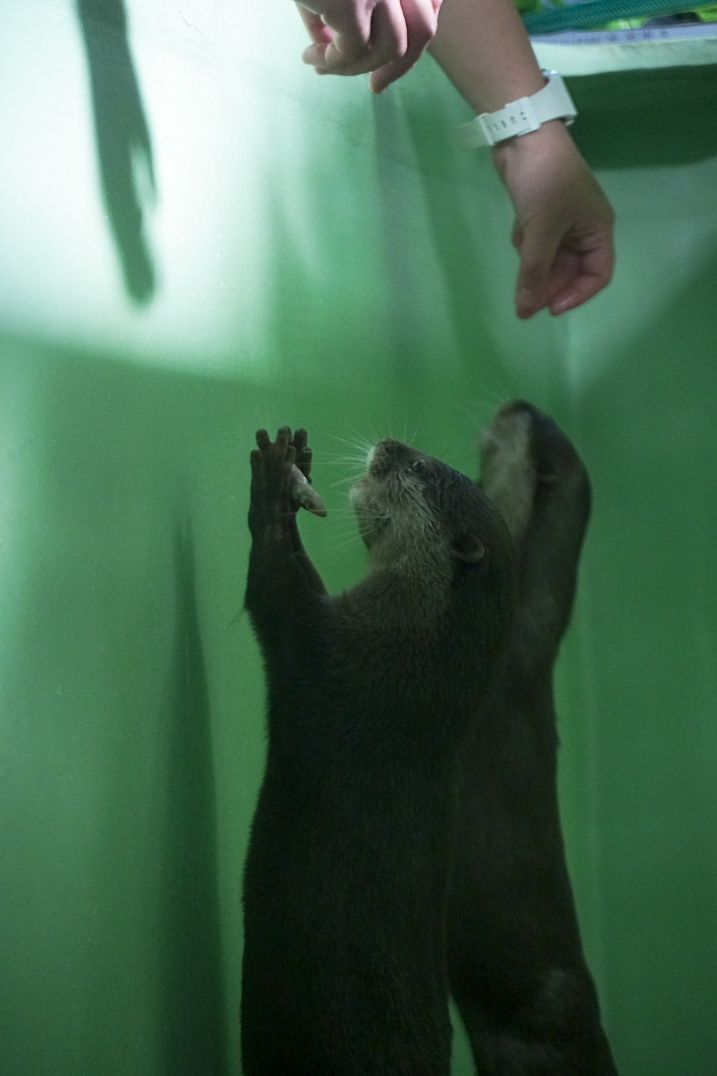 品川水族館　いただきます