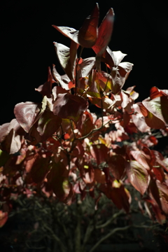 紅葉のピラミッド